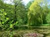 Teich im Kurpark